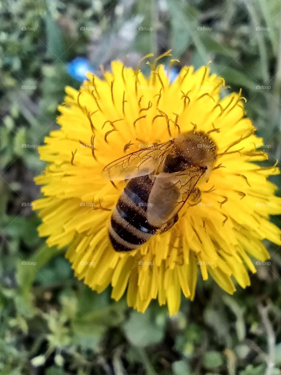 a bee on a dandelion