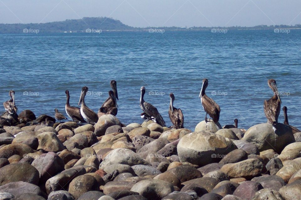 Pellicans at the Pacific ocean