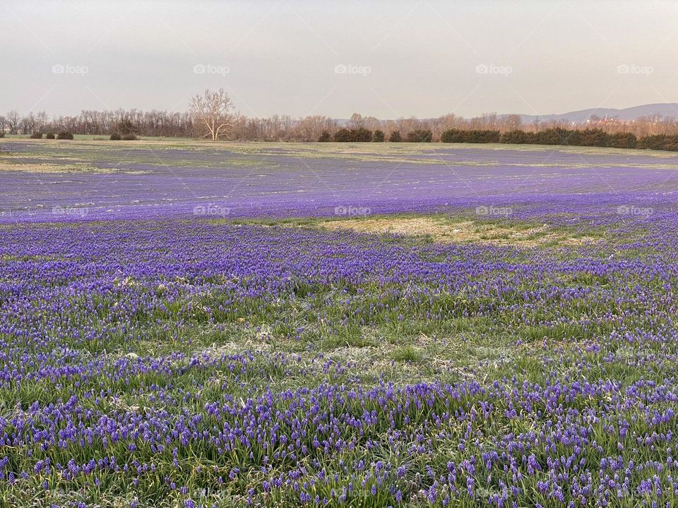 A field of grape hyacinth flowers
