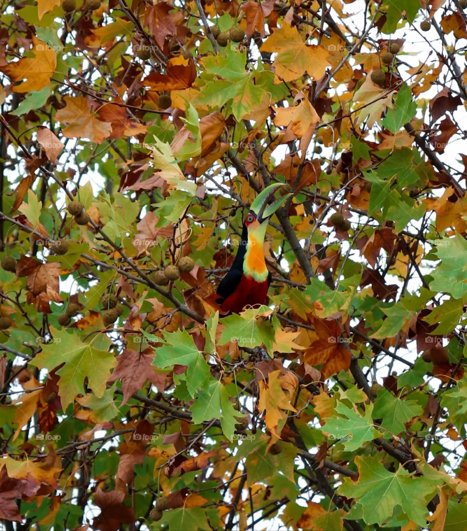 Toucan