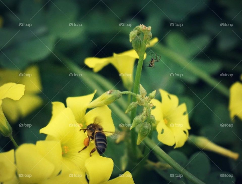 Bee#insect#flowers#color#nature