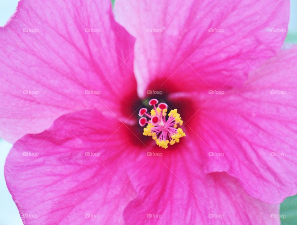 Hibiscus 