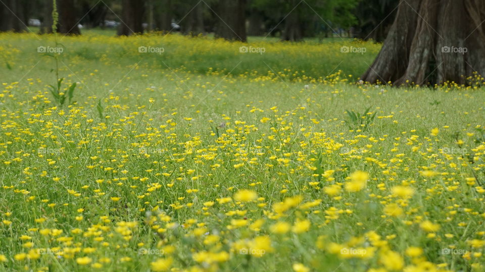 Yellow flowers in garden