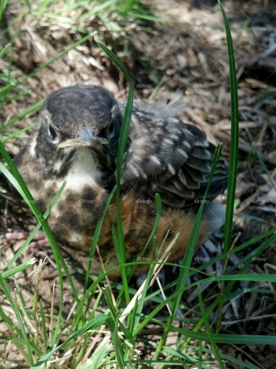 Fledgling Robin
