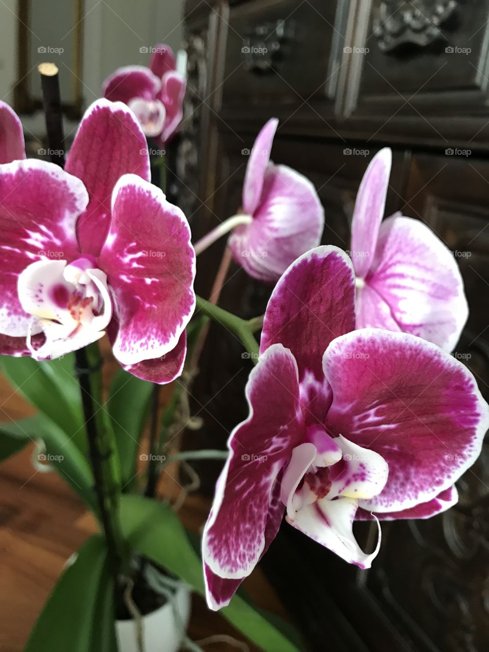 My blooming orchids 