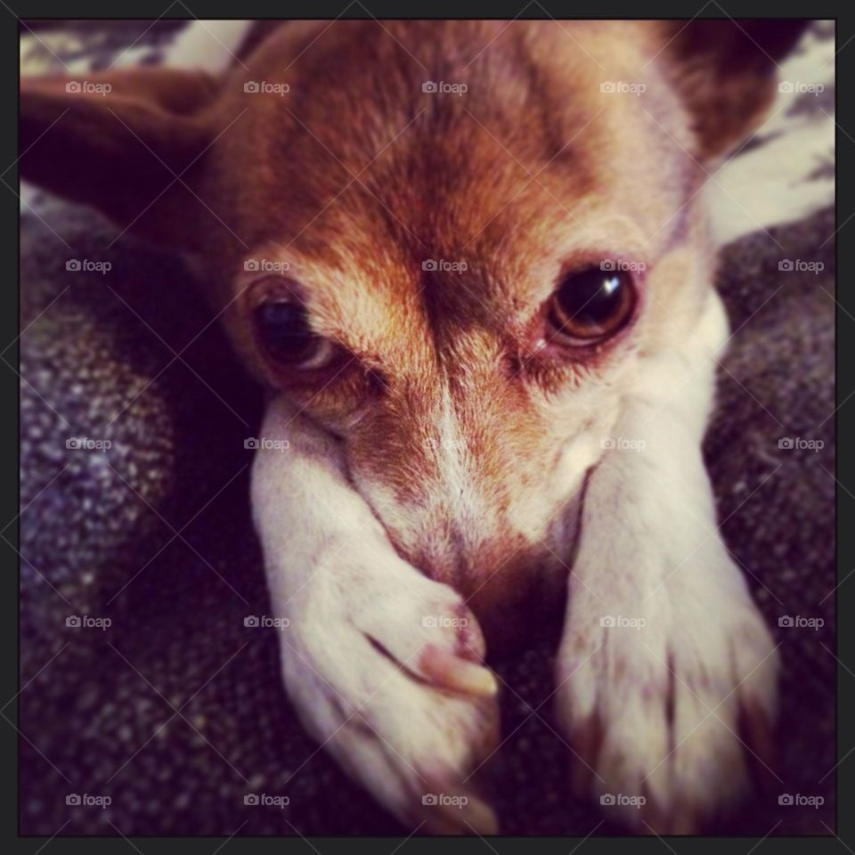 Chihuahua begging