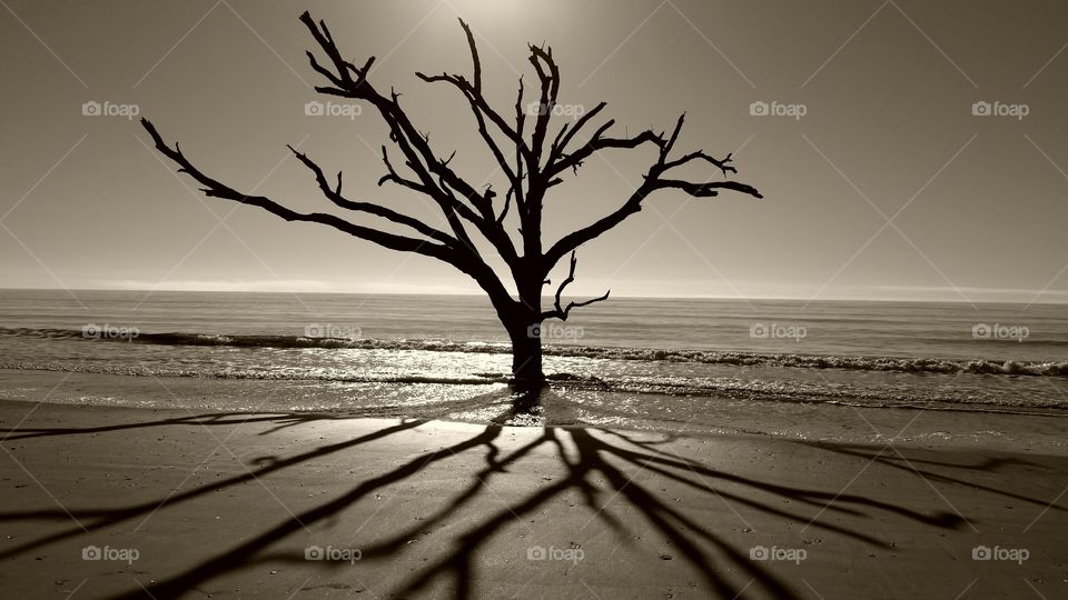 View of bare tree at beach