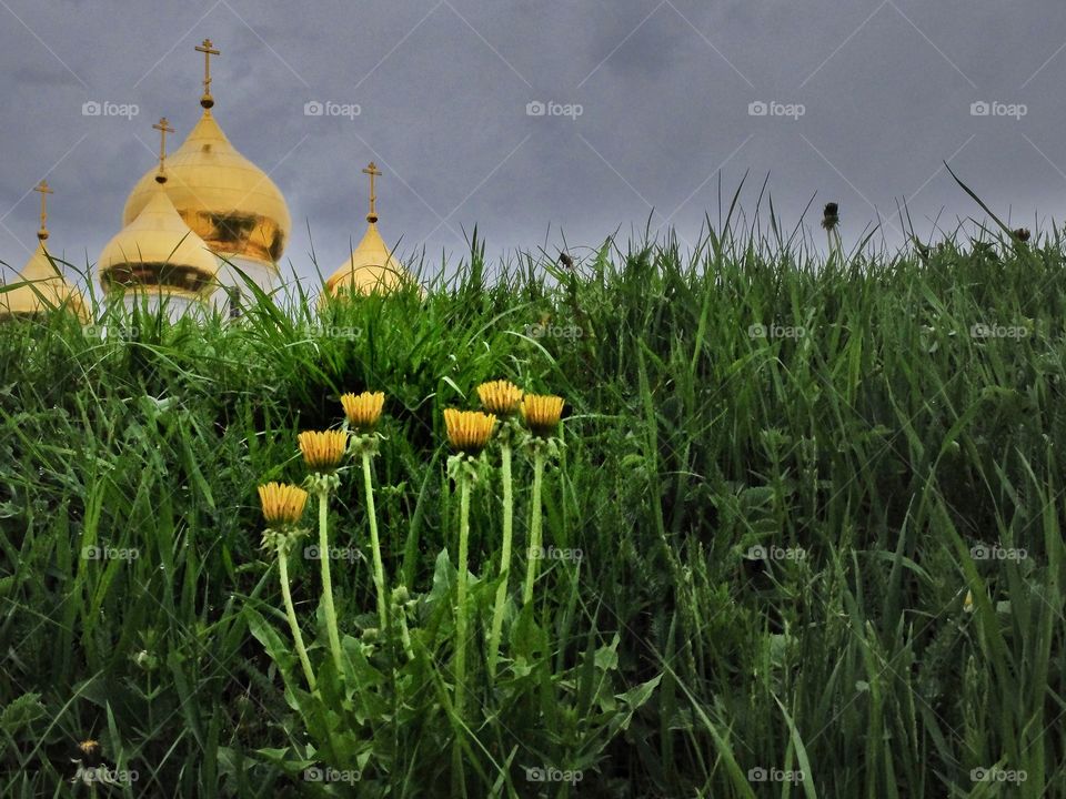 Orthodox dandelions. 