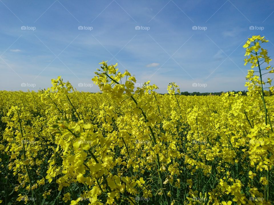 Field of yellow flowers