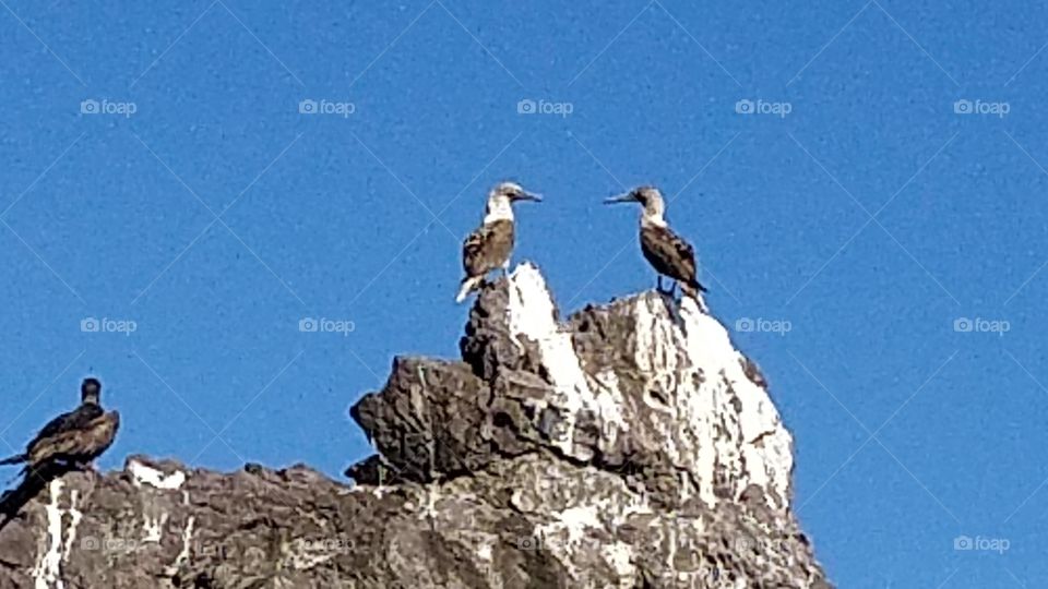 Blue Footed Boobies