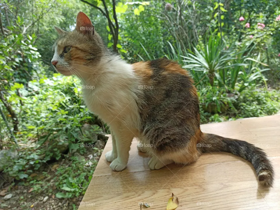 stray cat