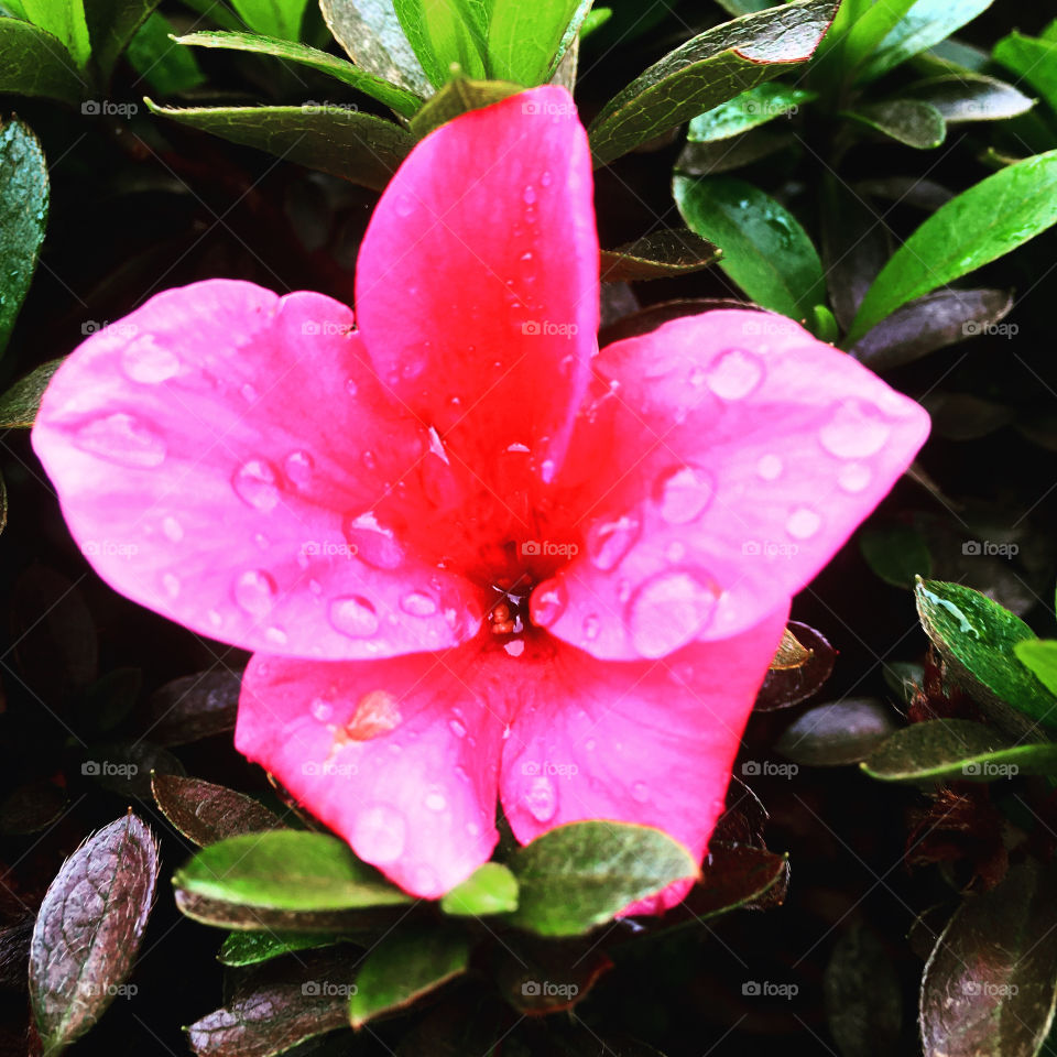 Flores do nosso jardim, para alegrar e embelezar nosso dia. Gotejadas pela chuva, ainda mais bonitas!
Jardinagem é nosso hobby.
🌸 🌹 
#flor #flowers #flower #pétalas #garden #natureza #nature #flora #photography #fotografia #gotas #photo 