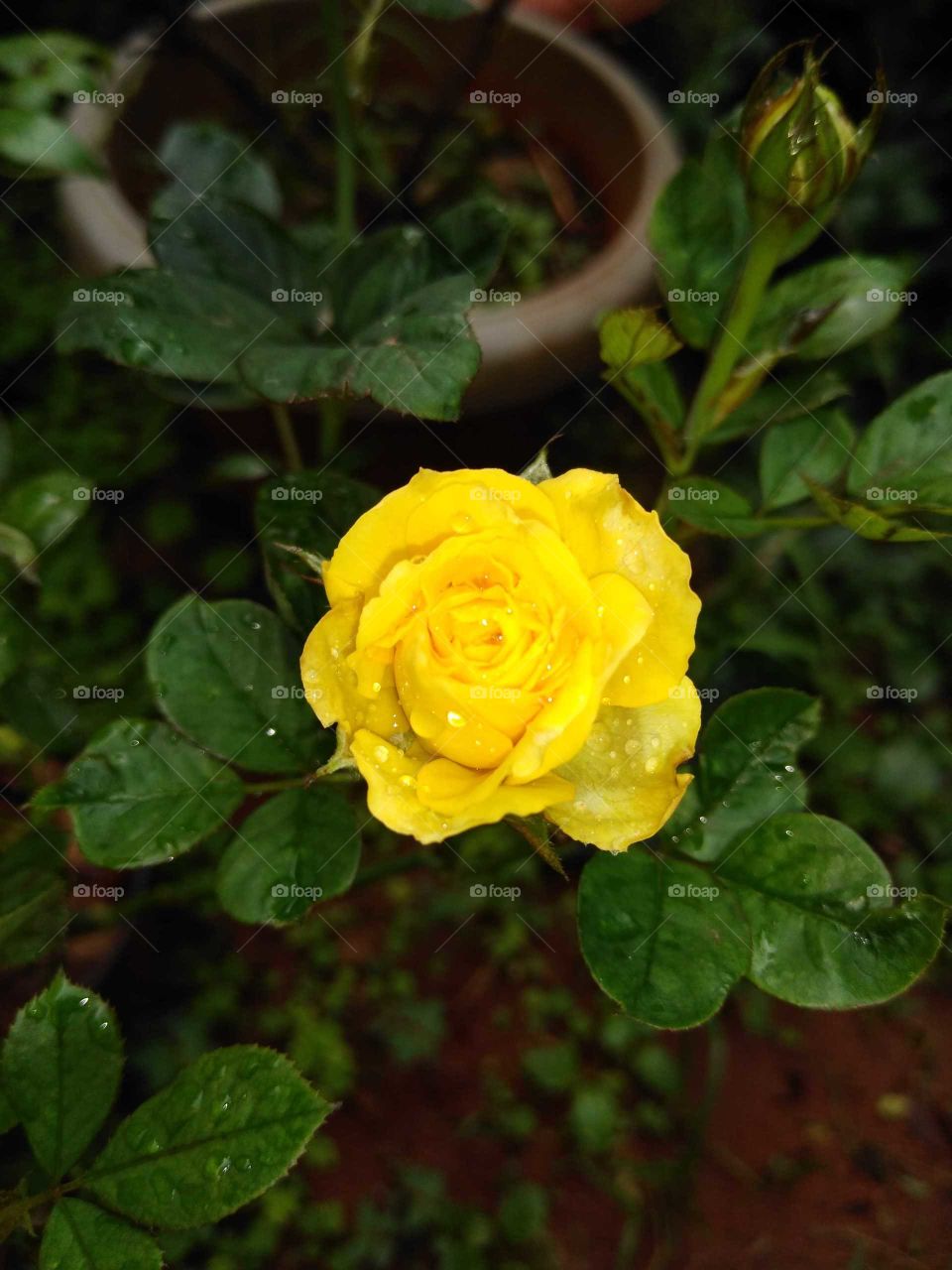 a beautiful tiny rose flower in my garden