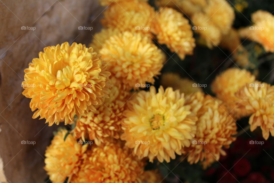 beautiful macro of orange yellow flowers