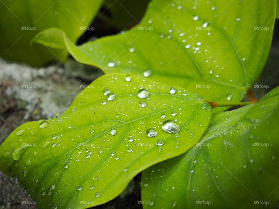 Leaf, Rain, Dew, Nature, Flora