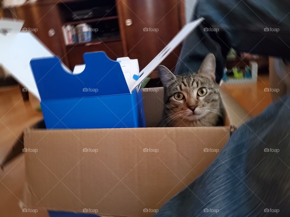 Tabby cat jumped in box as the box was being unpacked and has a funny semi guilty look.