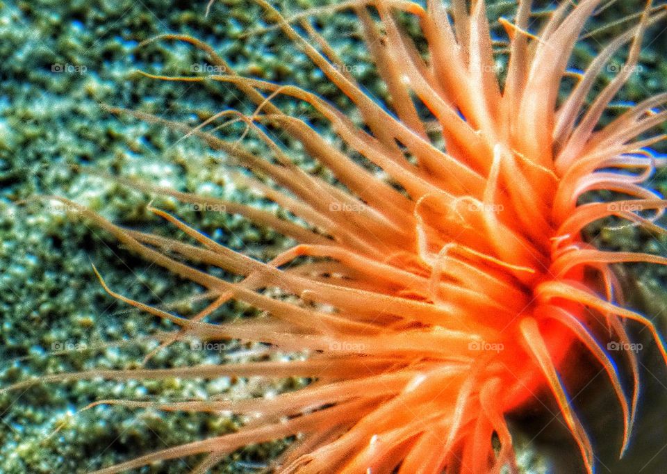 brightly colored sea anemone
