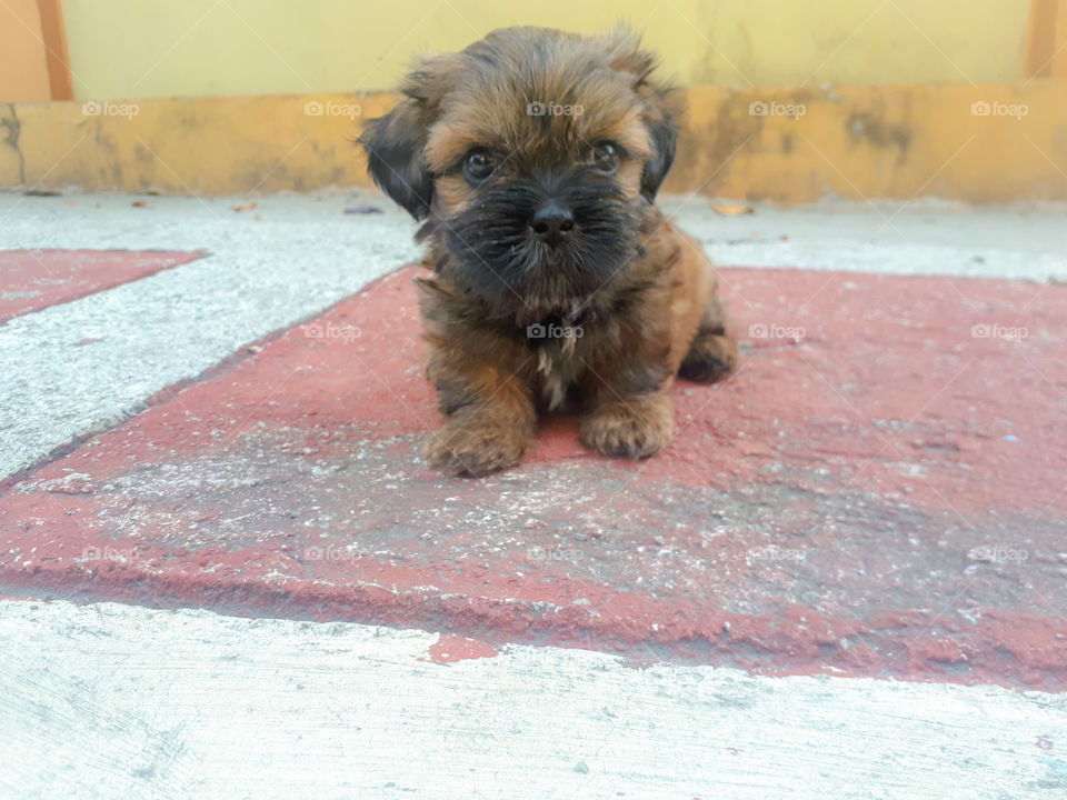 cutie selfie 🐶😍