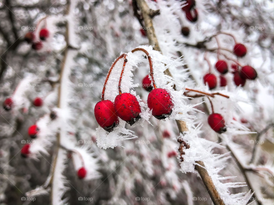 Red fruits