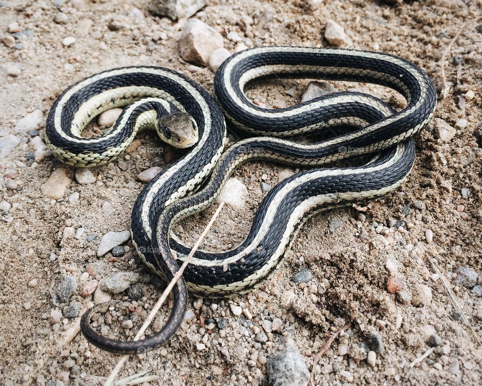 Garter snake on a path