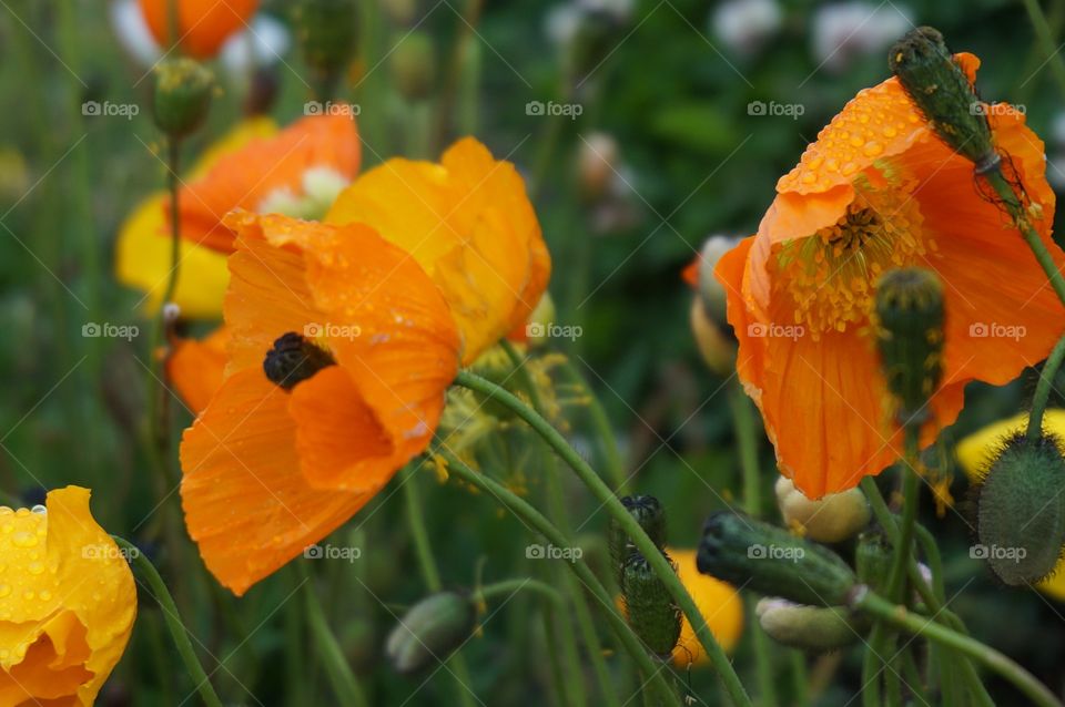 Close-up of poppy flower