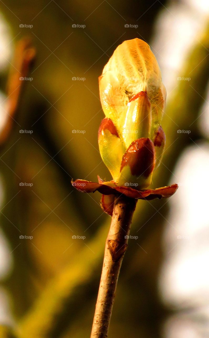 sticky Spring bud