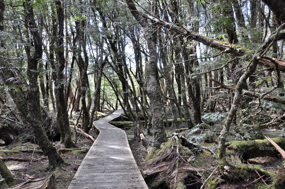 Zig zag path through the Tasmanian woods