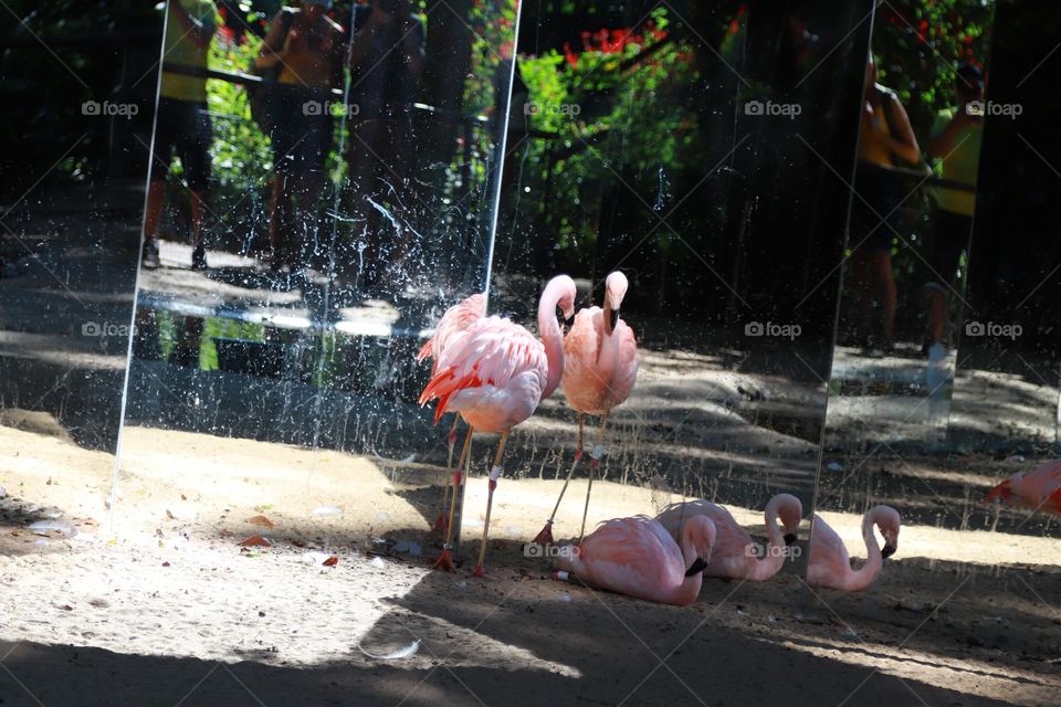 Flamingos