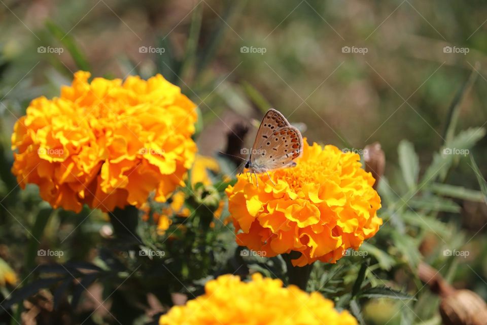 Blue moth butterfly