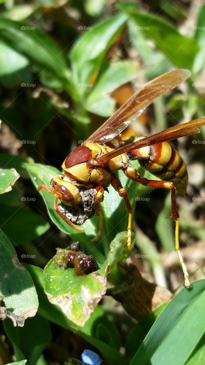 wasp eating
