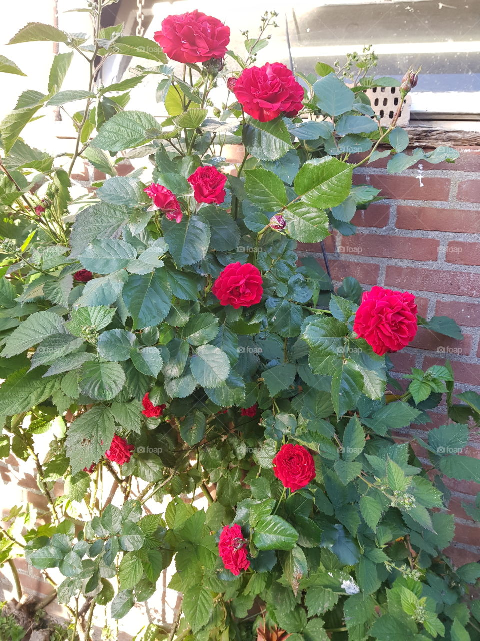 Beautiful rose bush in the backyard with Red roses. The bush has almost finished flowering.