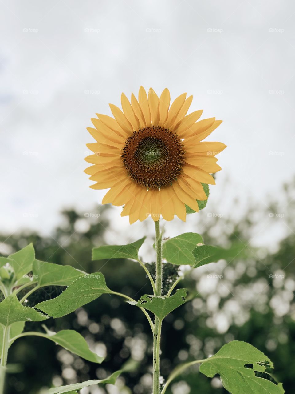 Sunflower