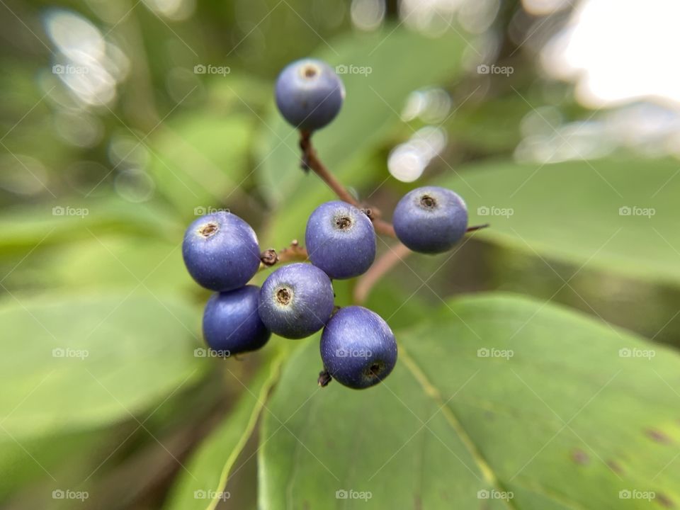 Berries 