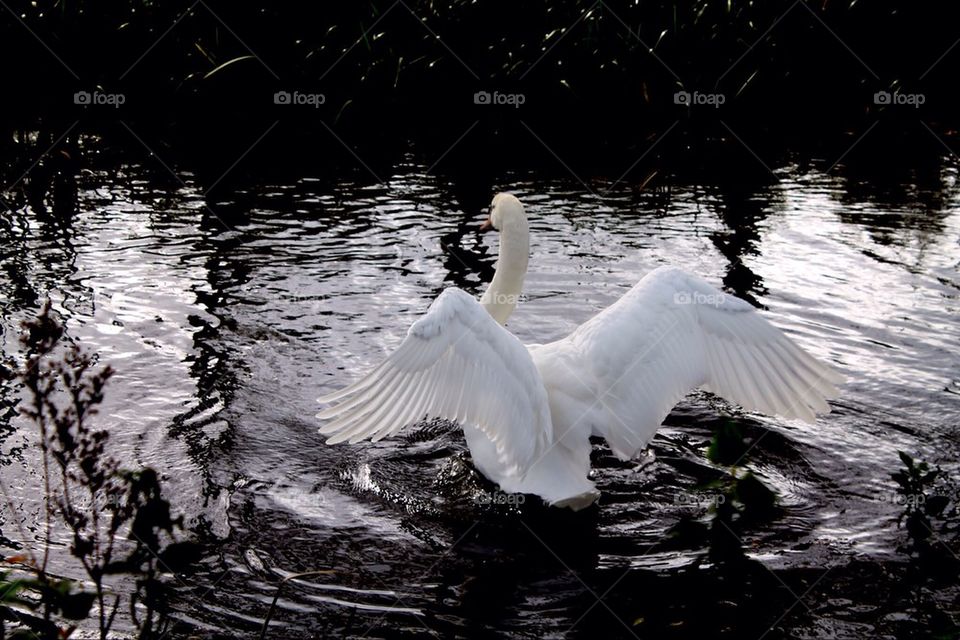 Stretch those wings, sweet swan
