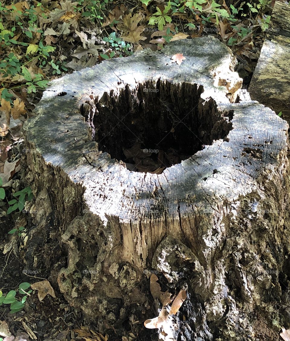Hollow Tree Stump