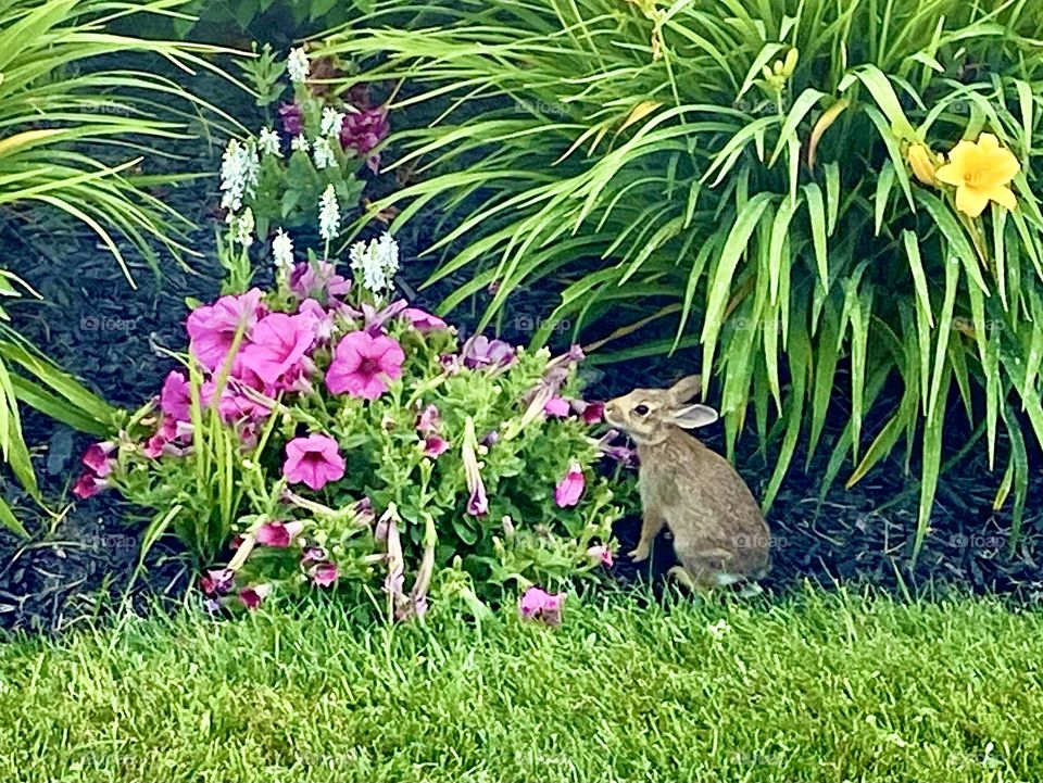 Bunny snack time, Cape Cod, June 2021