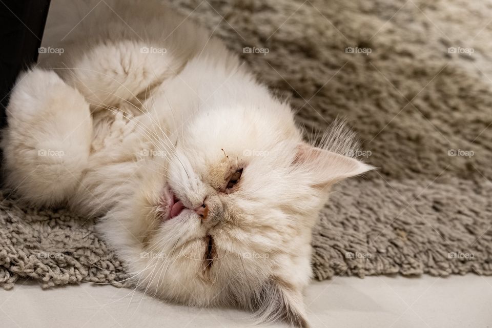 Cute cat in cat cafe shop in Bangkok Thailand