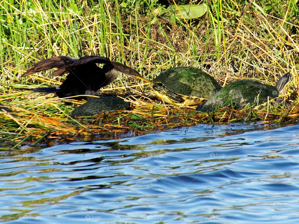 Anhinga poking Cooter Turtle with its beak