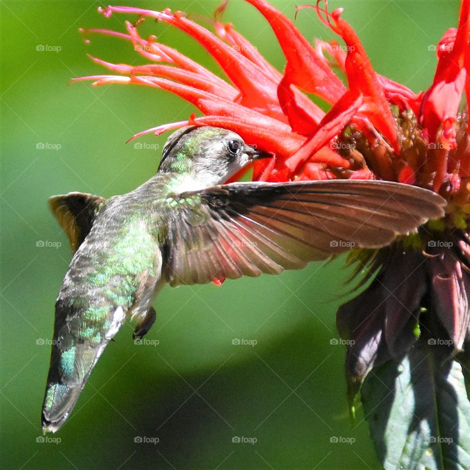 First sign of spring, hummingbirds returning getting nectar from a red bee balm flower