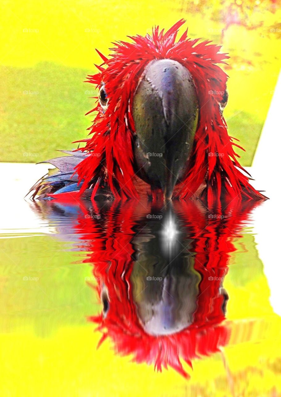 Wet red parrot and reflection