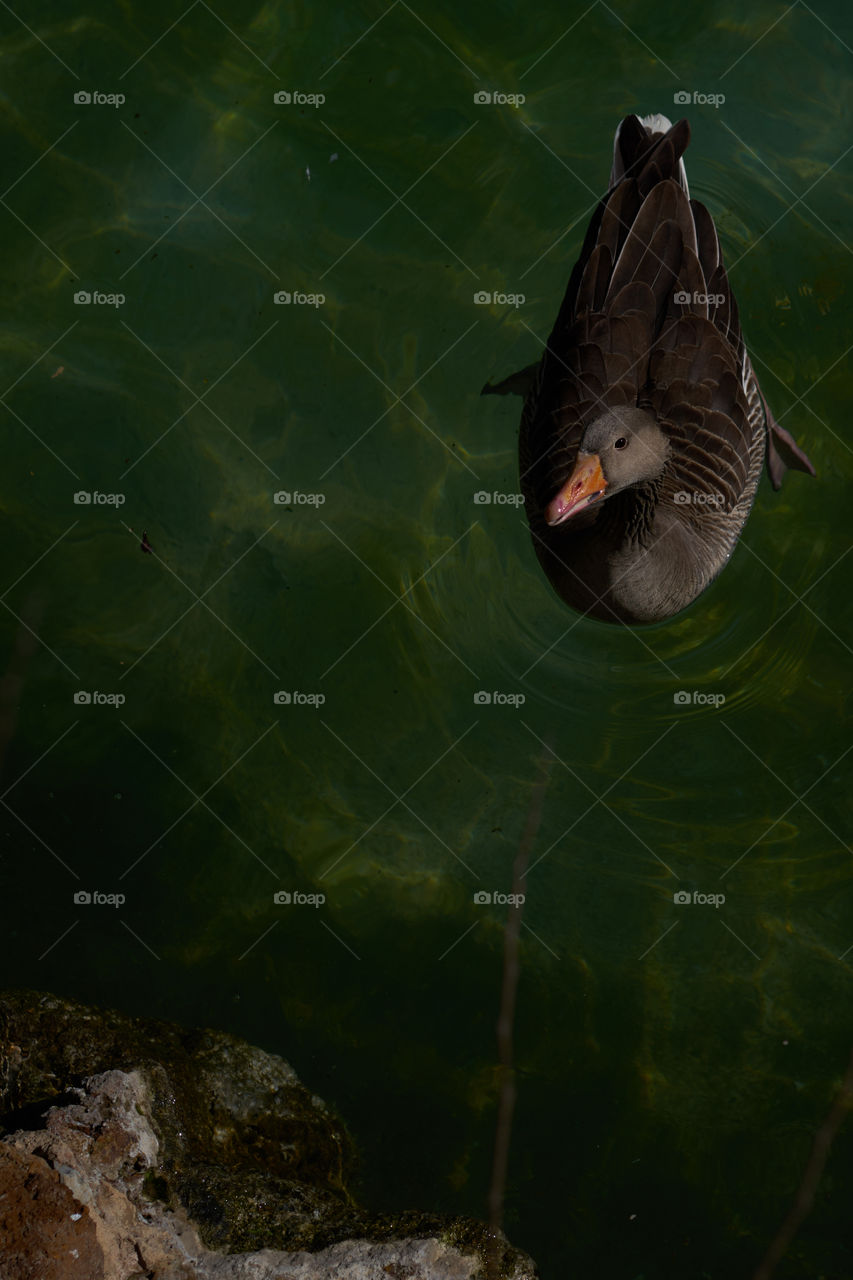 Cenital view of a duck