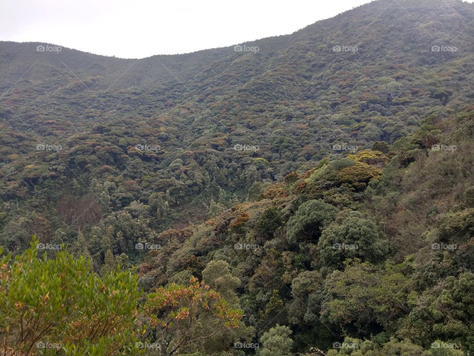 Avalanche Rainforest in Ooty, Tamilnadu.