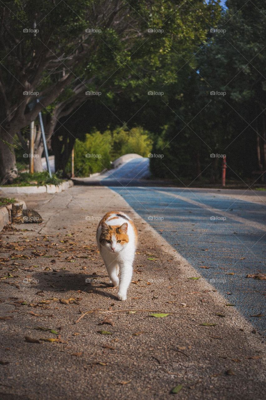 Cat in Turkey 