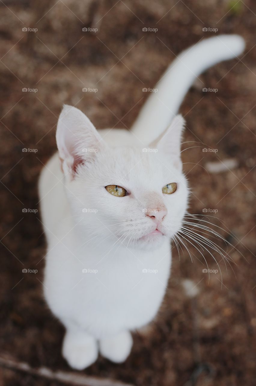 White cat 
