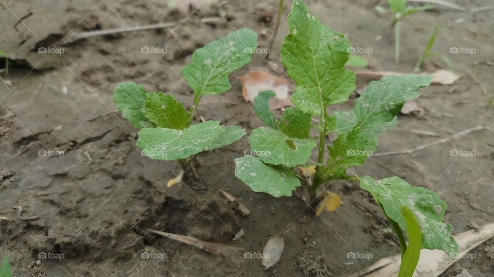 New plant is growing in Spring time.