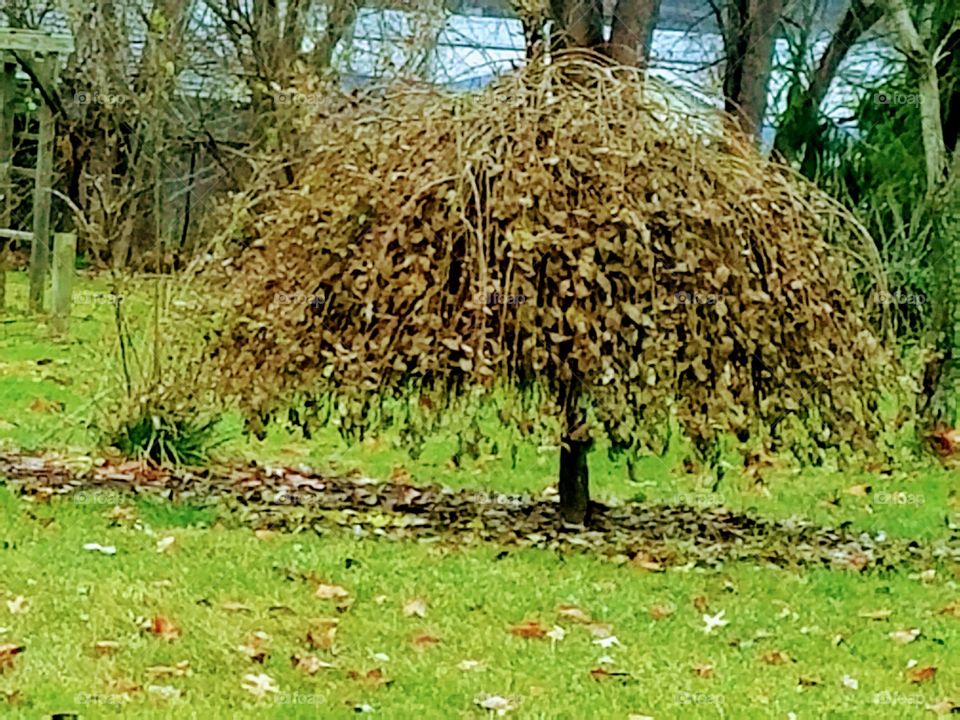 fall foliage  tree