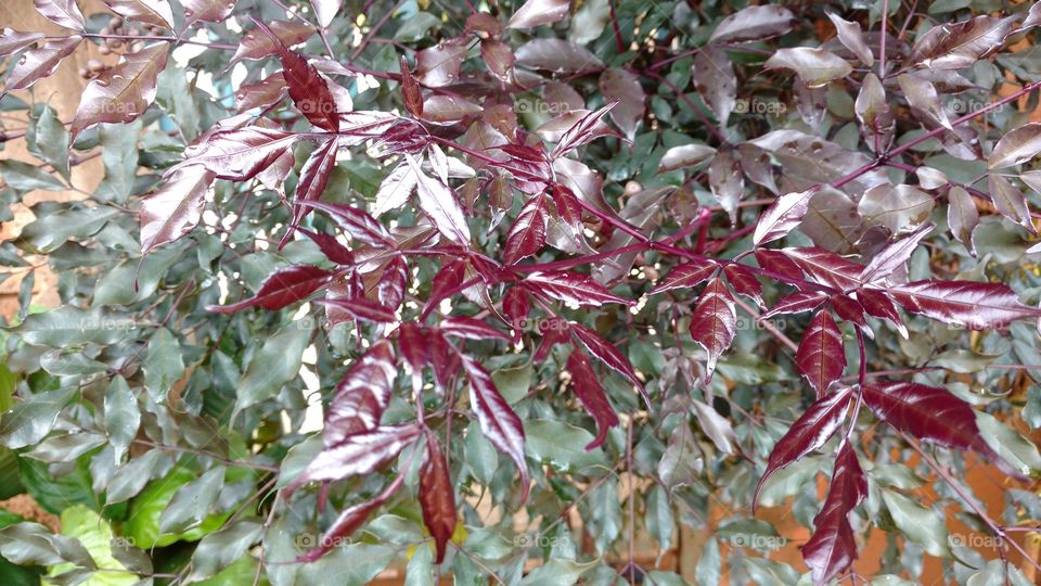 Folhagens roxas  com um forte brilho natural.
