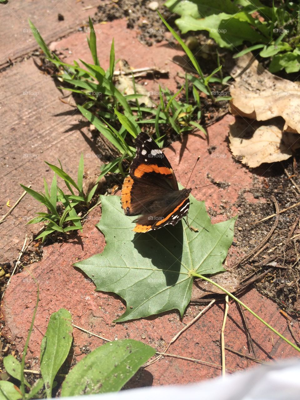 Butterfly on a maple leaf . Witnessing nature outside of the garden!