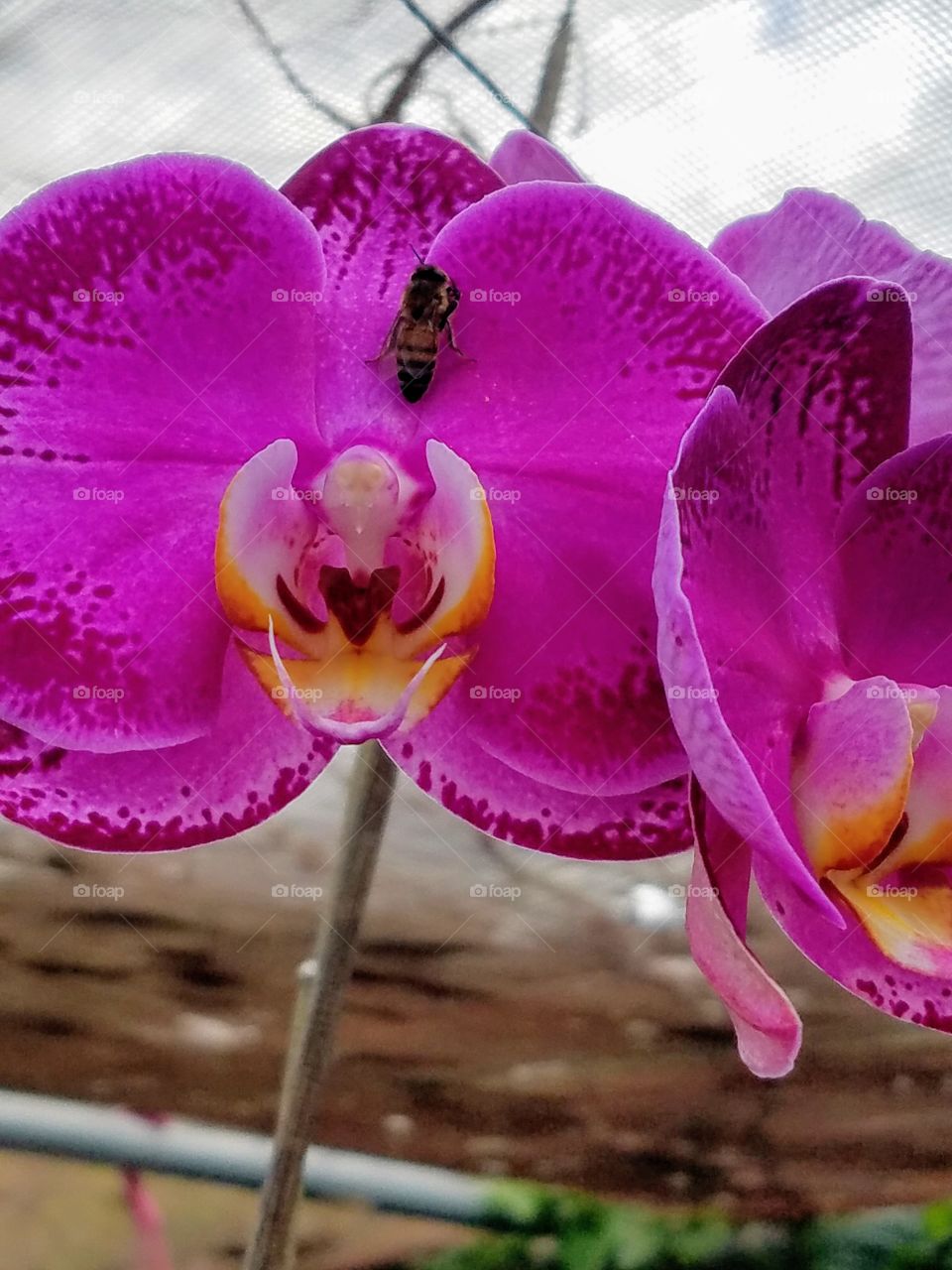 exotic Orchid