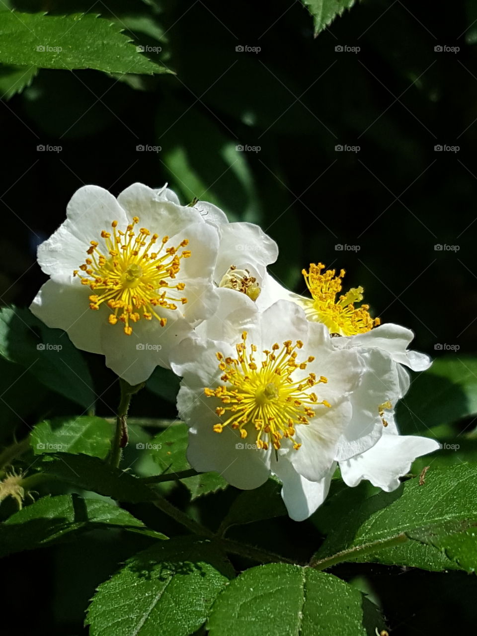 Close-up of white flowers